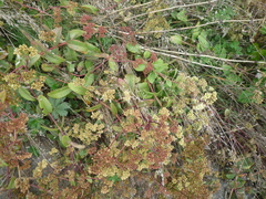 Hylotelephium maximum maximum