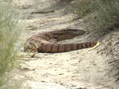 Varanus griseus caspius