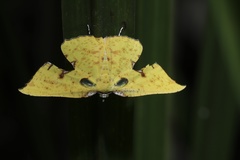 Corymica arnearia