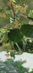 Tilia tomentosa