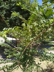 Ulmus minor