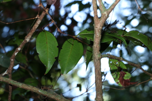 Image of Rhodamnia maideniana by (c) Greg Tasney, some rights reserved (CC BY-SA)