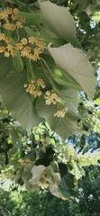 Tilia tomentosa