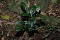 Cryptocarya foetida