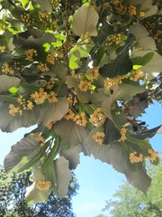 Tilia tomentosa