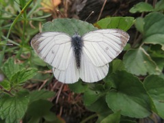 Pieris bryoniae