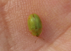 Cassida pusilla