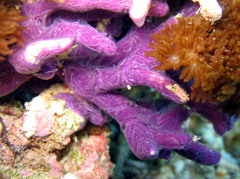 Chalinula nematifera