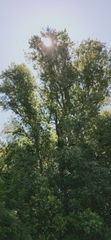 Populus nigra