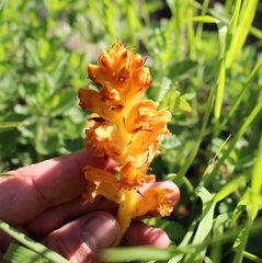Orobanche alba xanthostigma