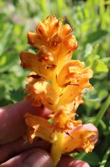 Orobanche alba xanthostigma