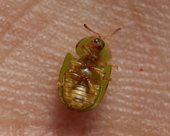 Cassida pusilla