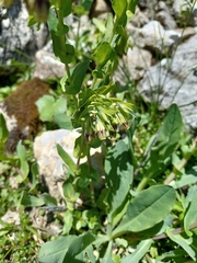 Cerinthe glabra