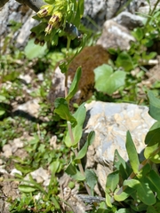 Cerinthe glabra