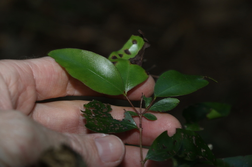 Image of Gossia punctata by (c) Greg Tasney, some rights reserved (CC BY-SA)