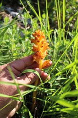 Orobanche alba xanthostigma