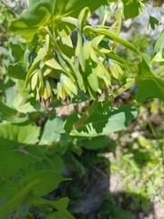 Cerinthe glabra