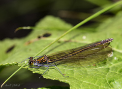 Calopteryx splendens