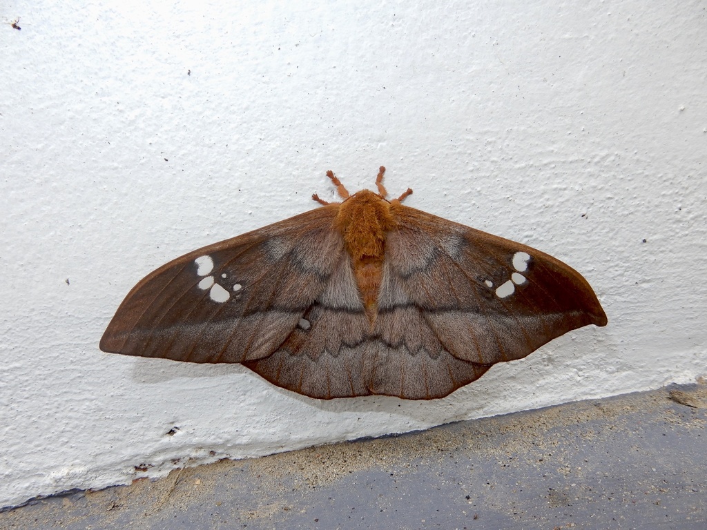 Cricula agria