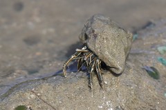 Clibanarius taeniatus