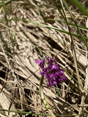 Anacamptis pyramidalis