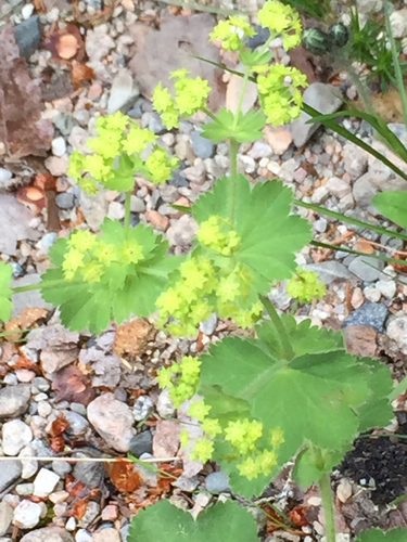 Ganyklinė rasakila nuotrauka