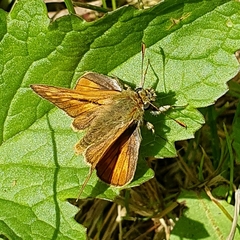Ochlodes sylvanus