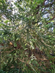 Taxus baccata