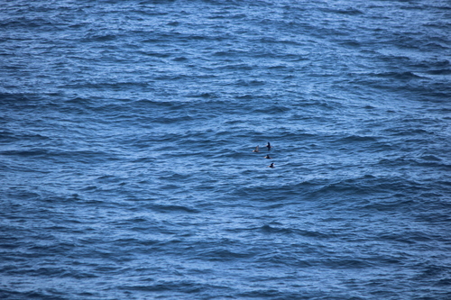 photo of Tufted Puffin (Fratercula cirrhata)