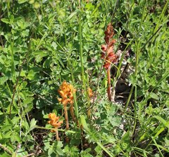 Orobanche alba xanthostigma