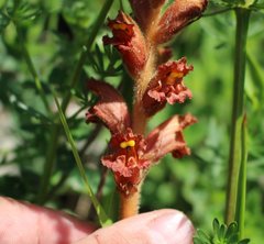 Orobanche alba xanthostigma