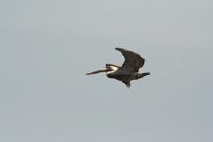 Pelecanidae
