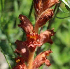 Orobanche alba xanthostigma