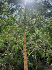 Fraxinus angustifolia