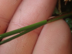 Carex strictissima