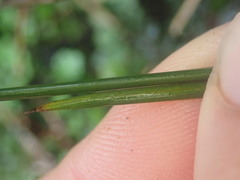 Carex strictissima