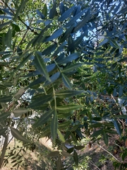 Fraxinus angustifolia