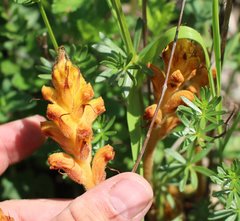 Orobanche alba xanthostigma