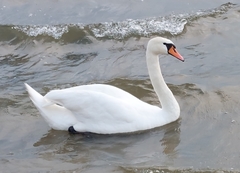 Cygnus olor