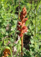 Orobanche alba xanthostigma