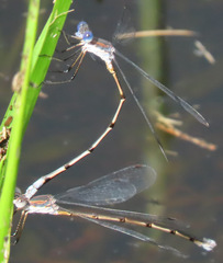 Lestes vidua