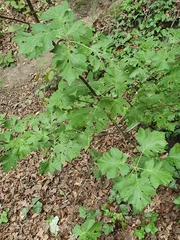 Torminalis glaberrima