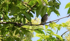 Carpodacus erythrinus grebnitskii