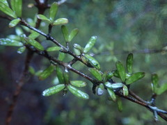 Coprosma obconica