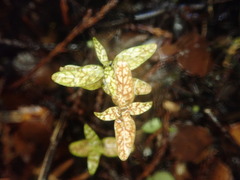 Coprosma obconica