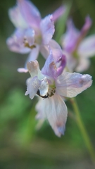 Delphinium hansenii hansenii
