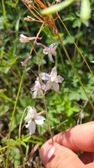 Delphinium hansenii hansenii