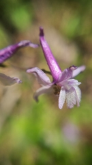 Delphinium hansenii hansenii