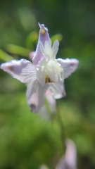 Delphinium hansenii hansenii