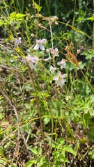 Delphinium hansenii hansenii